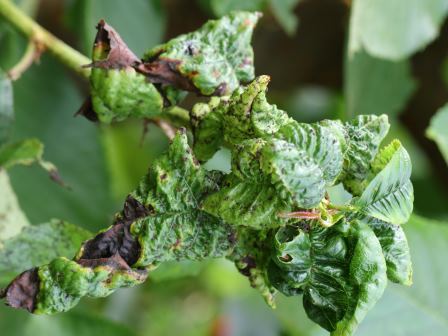 AB152086_großer Schaden.jpg